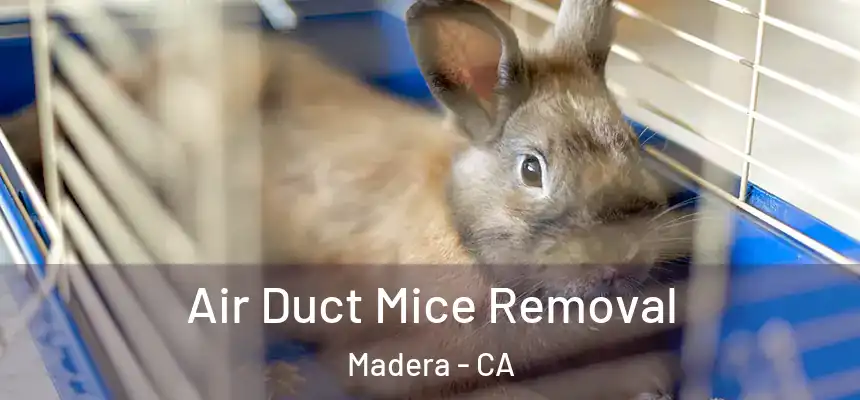  Air Duct Mice Removal Madera - CA
